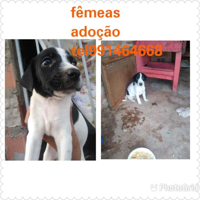 Cachorro raça Srd idade Abaixo de 2 meses nome Filhotes