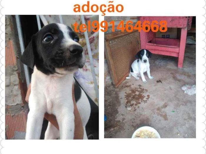 Cachorro raça Srd idade Abaixo de 2 meses nome Filhotes