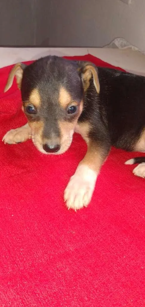 Cachorro raça SRD-ViraLata idade Abaixo de 2 meses nome Bob