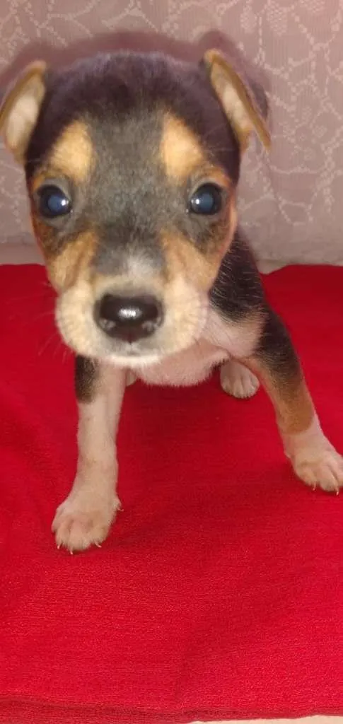 Cachorro raça SRD-ViraLata idade Abaixo de 2 meses nome Bob