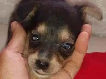 Cachorro raça SRD-ViraLata idade Abaixo de 2 meses nome Lessy