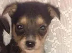 Cachorro raça SRD-ViraLata idade Abaixo de 2 meses nome Lessy