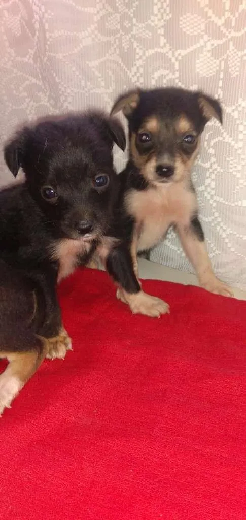 Cachorro raça SRD-ViraLata idade Abaixo de 2 meses nome Logan