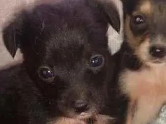 Cachorro raça SRD-ViraLata idade Abaixo de 2 meses nome Logan