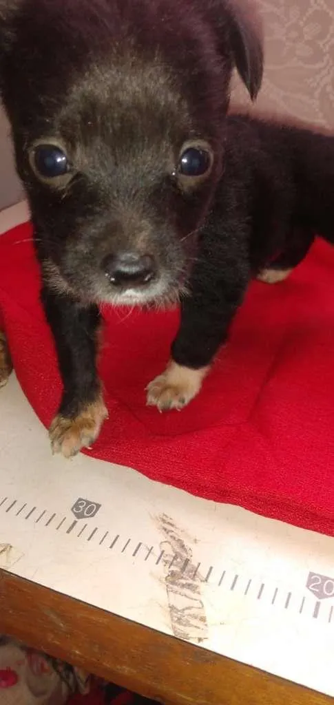 Cachorro raça SRD-ViraLata idade Abaixo de 2 meses nome Logan