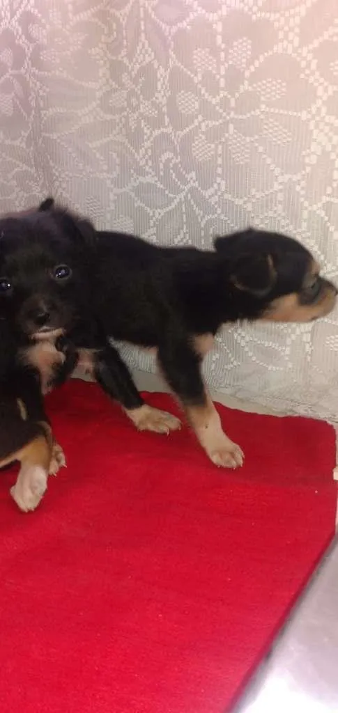 Cachorro raça SRD-ViraLata idade Abaixo de 2 meses nome Logan