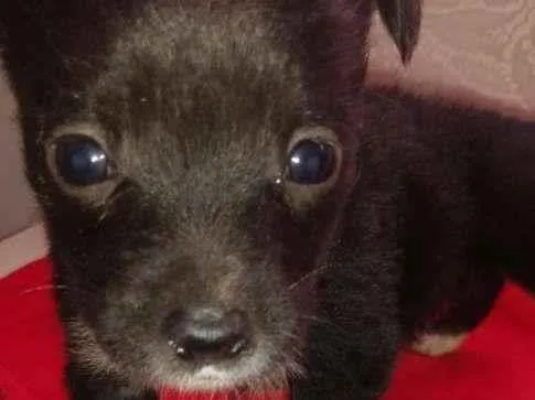 Cachorro raça SRD-ViraLata idade Abaixo de 2 meses nome Logan