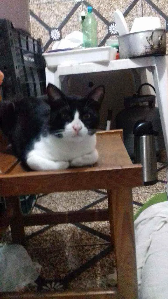Gato raça Frajola idade 1 ano nome Gumball