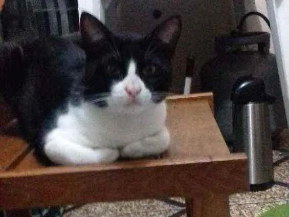 Gato raça Frajola idade 1 ano nome Gumball