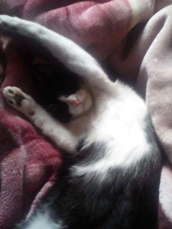 Gato raça Frajola idade 1 ano nome Gumball