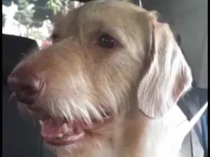 Cachorro raça Srd idade 3 anos nome Juninhi