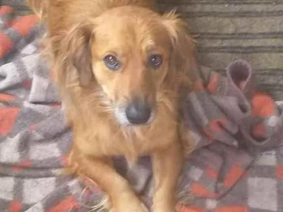 Cachorro raça Srd idade 3 anos nome Marley