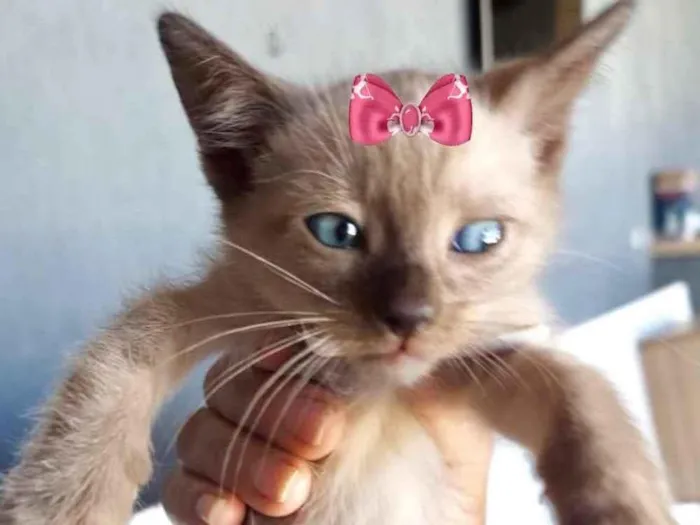 Gato ra a Mestiço  idade 2 a 6 meses nome Ísis 