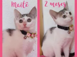 Gato raça Srd idade 2 a 6 meses nome Gatinhos lindos 