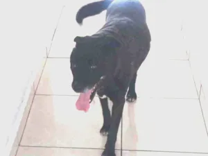 Cachorro raça Labrador idade 6 ou mais anos nome Blade