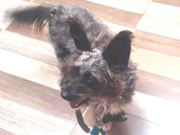Cachorro ra a Srd idade 1 ano nome Catarina