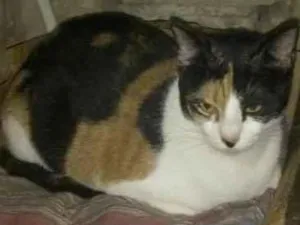 Gato raça SRD-ViraLata idade 2 anos nome Angelica