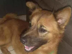 Cachorro raça SRD idade 1 ano nome Dudu