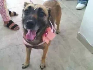 Cachorro raça SRD-ViraLata idade 4 anos nome Lara