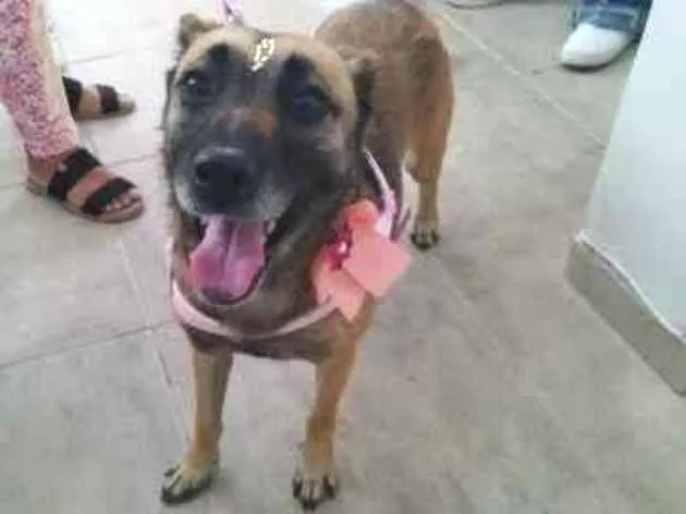 Cachorro ra a SRD-ViraLata idade 4 anos nome Lara