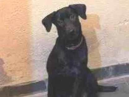 Cachorro ra a Sem raça definida  idade 2 a 6 meses nome Pretinha