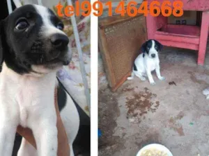 Cachorro raça Srd idade Abaixo de 2 meses nome Filhotes