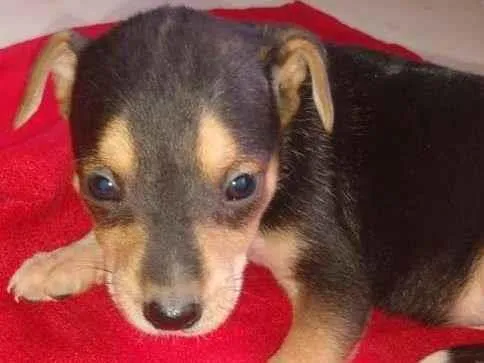Cachorro raça SRD-ViraLata idade Abaixo de 2 meses nome Bob