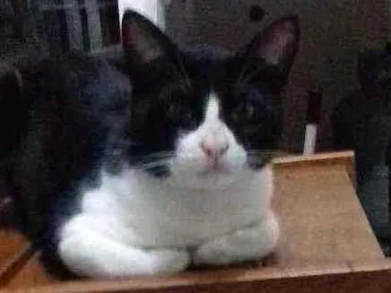 Gato raça Frajola idade 1 ano nome Gumball