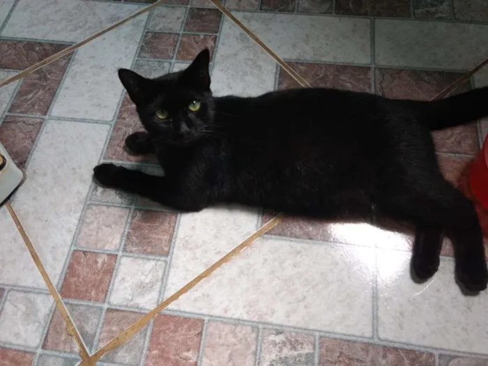 Gato raça Viralata idade 2 a 6 meses nome Pérola