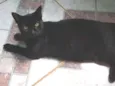 Pérola