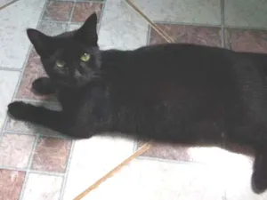 Gato raça Viralata idade 2 a 6 meses nome Pérola
