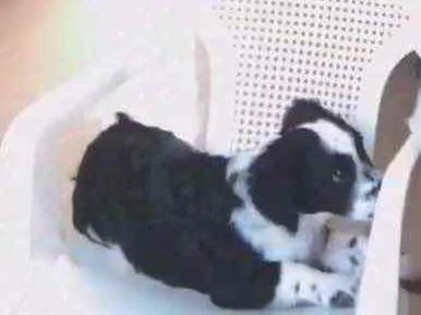 Cachorro raça Vira-latas  idade 7 a 11 meses nome Thor