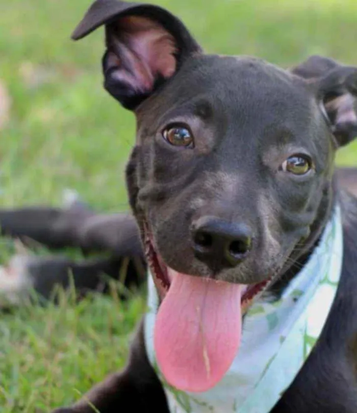 Cachorro raça Vira lata  idade 2 a 6 meses nome Lucas 
