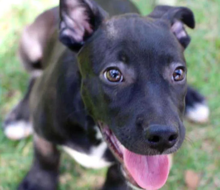 Cachorro raça Vira lata  idade 2 a 6 meses nome Lucas 