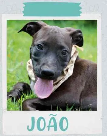 Cachorro raça Vira lata  idade 2 a 6 meses nome João 