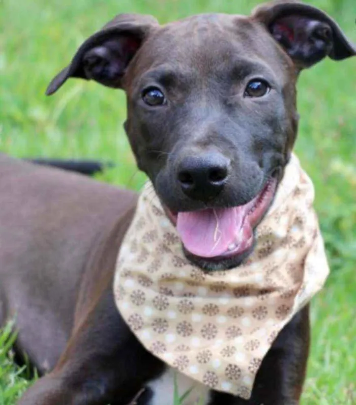 Cachorro raça Vira lata  idade 2 a 6 meses nome João 