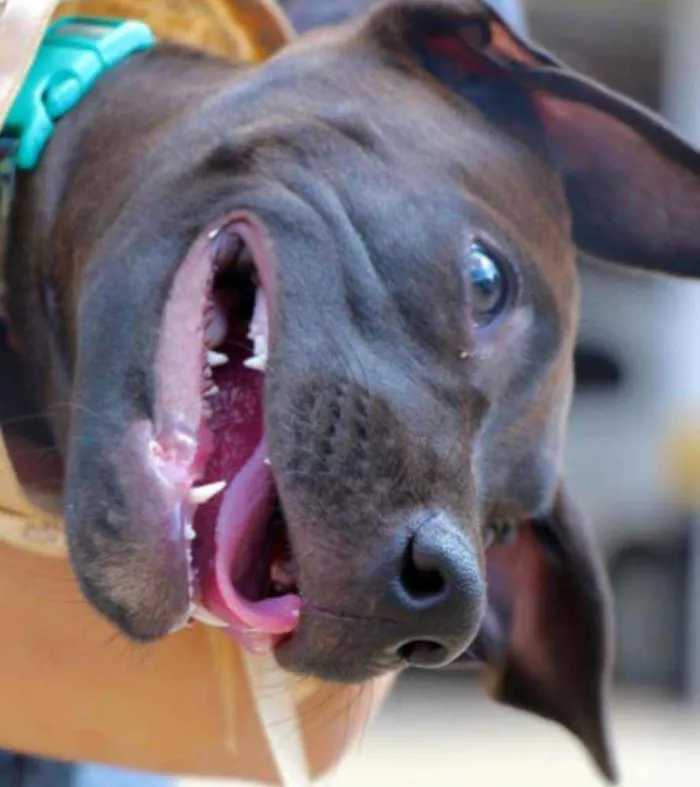 Cachorro raça Vira lata  idade 2 a 6 meses nome João 