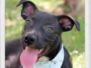 Cachorro raça Vira lata  idade 2 a 6 meses nome Lucas 