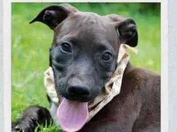 Cachorro raça Vira lata  idade 2 a 6 meses nome João 