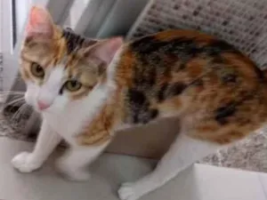 Gato raça Vira lata  idade 7 a 11 meses nome Juju