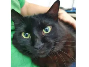 Gato raça Vira lata  idade 3 anos nome Anastacia 