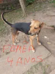 Filhotes