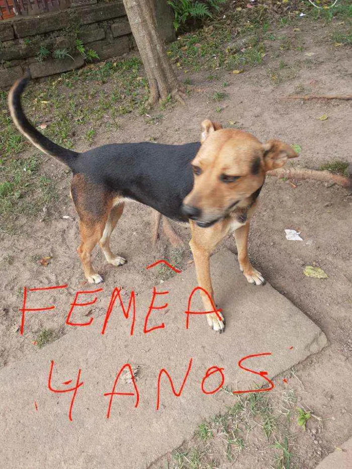 Cachorro raça Virá lata idade Abaixo de 2 meses nome Filhotes