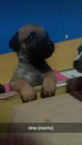Urso