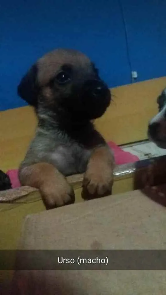 Cachorro ra a Vira lata  idade 2 a 6 meses nome Urso