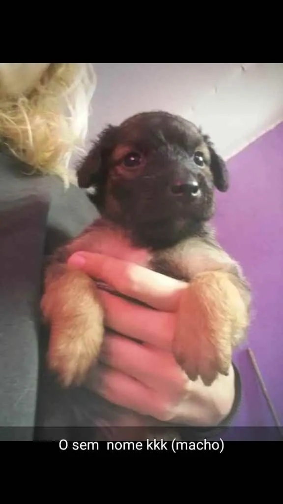 Cachorro ra a Vira lata idade 2 a 6 meses nome Sem nome 1