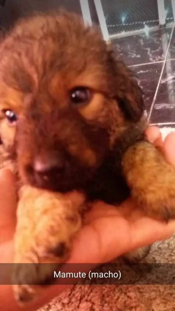 Cachorro ra a Vira lata  idade 2 a 6 meses nome Mamute