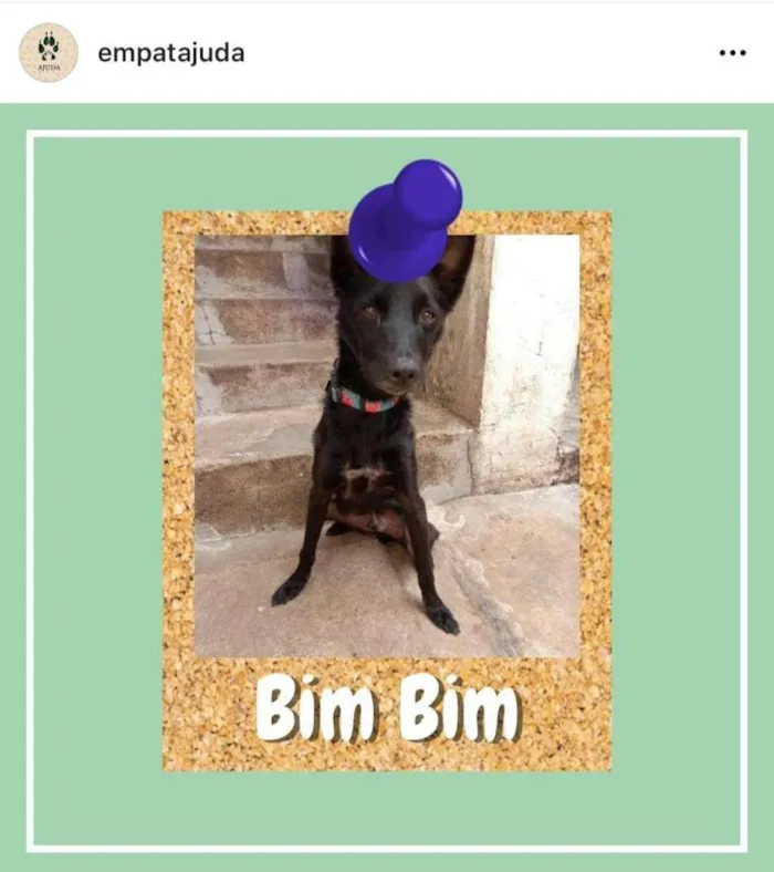 Cachorro ra a SRD-ViraLata idade 3 anos nome Bim Bim