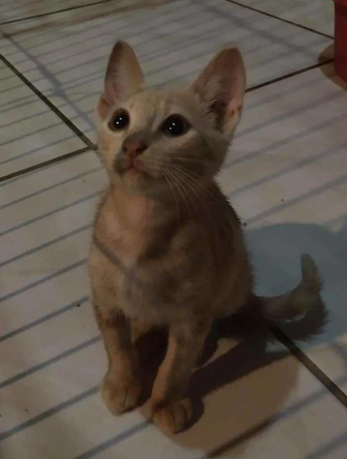 Gato ra a Vira-Lata idade 2 a 6 meses nome Sky