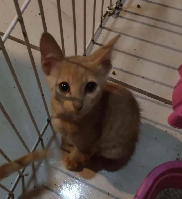 Gato ra a Vira-Lata idade 2 a 6 meses nome Sky